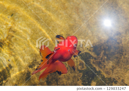 Yamatokoriyama - Goldfish farming scene 129833247