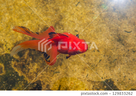 Yamatokoriyama - Goldfish farming scene 129833262
