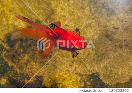 Yamatokoriyama - Goldfish farming scene 129833263