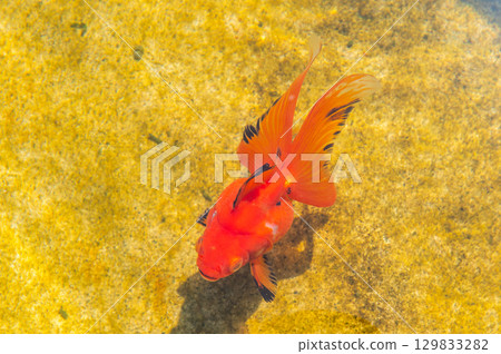 Yamatokoriyama - Goldfish farming scene 129833282