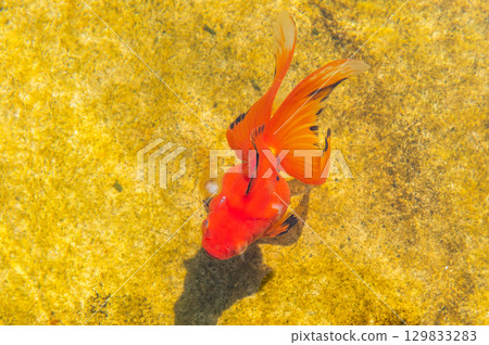 Yamatokoriyama - Goldfish farming scene 129833283