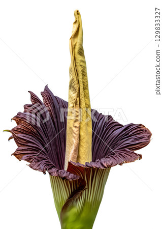 Giant corpse flower (amorphophallus titanum) in full bloom isolated on transparent background, rare botanical specimen Giant corpse flower (amorphophallus titanum) in full bloom isolated on transparent background, rare botanical specimen 129833327