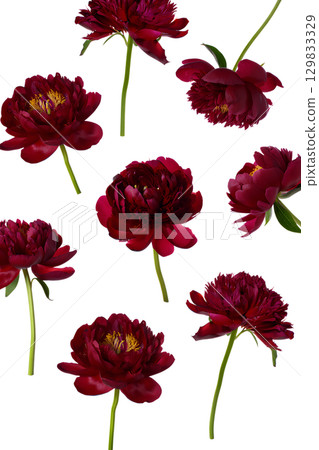 Elegant burgundy peony bouquet in full bloom, lush floral arrangement isolated on transparent background Elegant burgundy peony bouquet in full bloom, lush floral arrangement isolated on transparent background 129833329