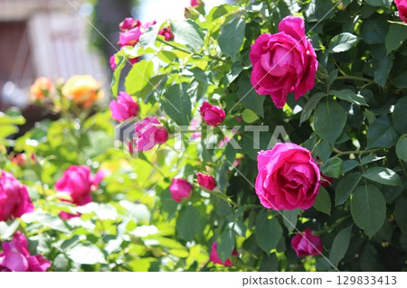 一朵紅玫瑰 129833413