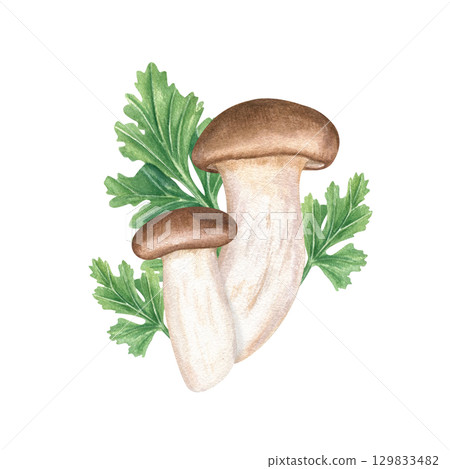 Edible mushrooms among aromatic mitsuba leaves watercolor illustration on isolated background. King oyster trumpet mushroom and seasoning greenery for cooking. Vegan and vegetarian Asian cuisine. 129833482