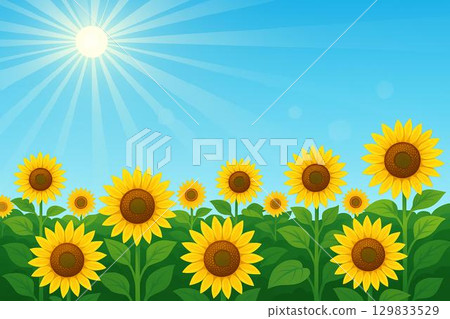 Sunflower field blue sky 129833529