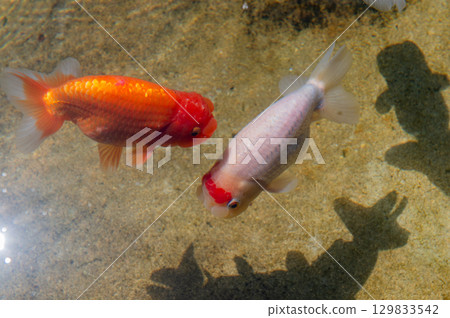 大和郡山 - 金魚養殖場景 129833542