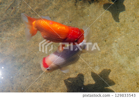 大和郡山 - 金魚養殖場景 129833543