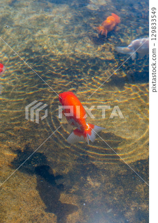 大和郡山 - 金魚養殖場景 129833549