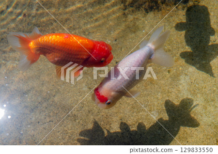 大和郡山 - 金魚養殖場景 129833550