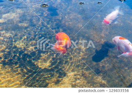 大和郡山 - 金魚養殖場景 129833556