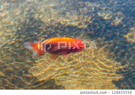 Yamatokoriyama - Goldfish farming scene Yamatokoriyama - Goldfish farming scene 129833558