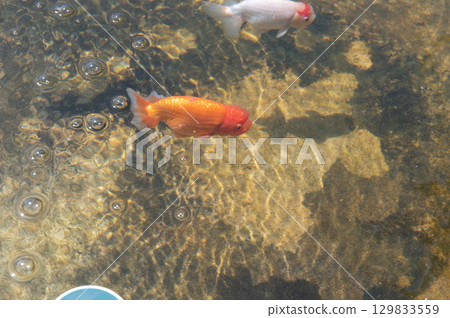 Yamatokoriyama - Goldfish farming scene Yamatokoriyama - Goldfish farming scene 129833559