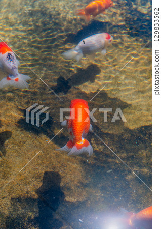 大和郡山 - 金魚養殖場景 129833562