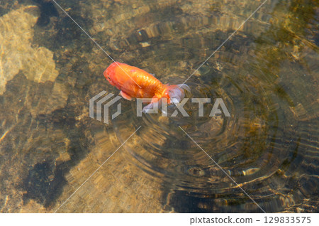Yamatokoriyama - Goldfish farming scene 129833575