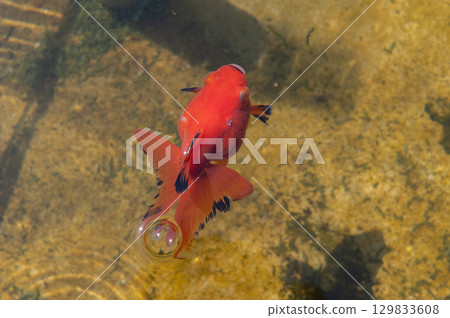大和郡山 - 金魚養殖場景 129833608