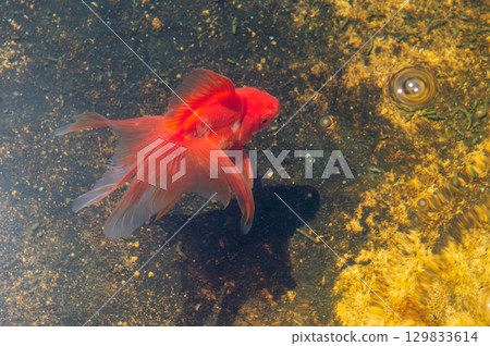 大和郡山 - 金魚養殖場景 129833614