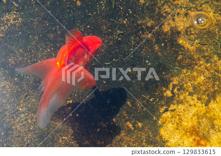 Yamatokoriyama - Goldfish farming scene Yamatokoriyama - Goldfish farming scene 129833615