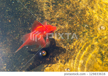 Yamatokoriyama - Goldfish farming scene Yamatokoriyama - Goldfish farming scene 129833616
