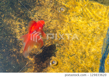 Yamatokoriyama - Goldfish farming scene Yamatokoriyama - Goldfish farming scene 129833620