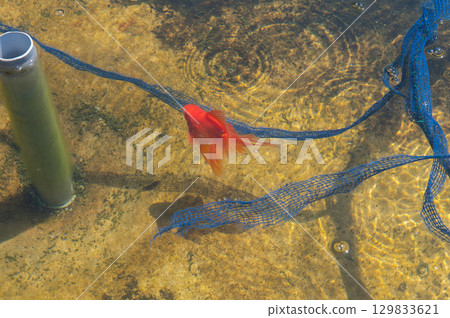 大和郡山 - 金魚養殖場景 大和郡山 - 金魚養殖場景 129833621