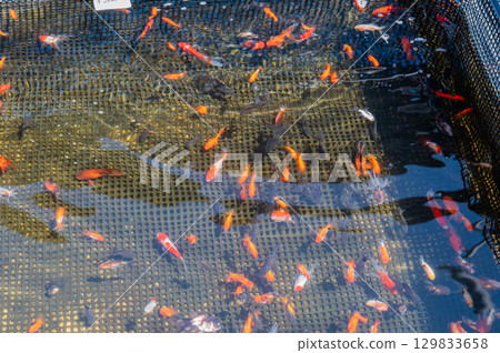 Yamatokoriyama - Goldfish farming scene 129833658
