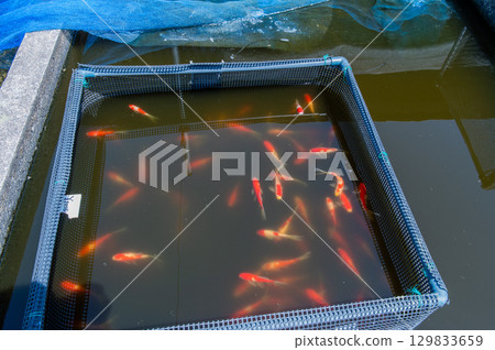 Yamatokoriyama - Goldfish farming scene 129833659
