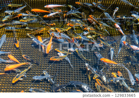 大和郡山 - 金魚養殖場景 129833665