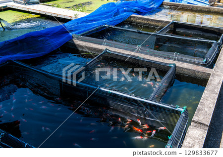 大和郡山 - 金魚養殖場景 大和郡山 - 金魚養殖場景 129833677