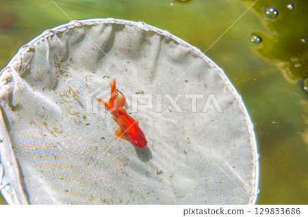 Yamatokoriyama - Goldfish farming scene 129833686