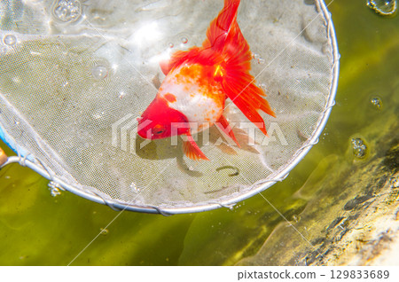 大和郡山 - 金魚養殖場景 大和郡山 - 金魚養殖場景 129833689