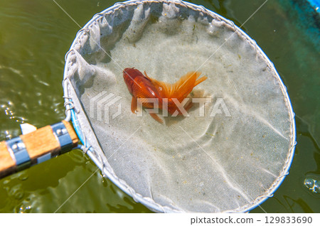 Yamatokoriyama - Goldfish farming scene 129833690
