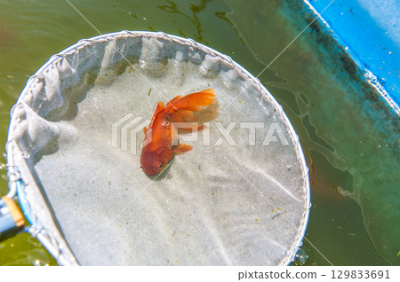 Yamatokoriyama - Goldfish farming scene Yamatokoriyama - Goldfish farming scene 129833691