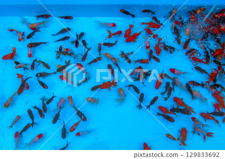 Yamatokoriyama - Goldfish farming scene 129833692