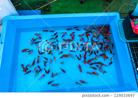 大和郡山 - 金魚養殖場景 129833697