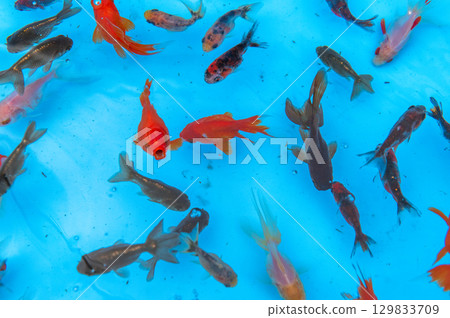 Yamatokoriyama - Goldfish farming scene 129833709