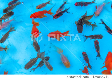 Yamatokoriyama - Goldfish farming scene 129833710