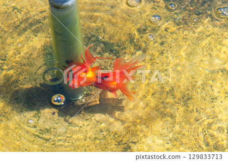 Yamatokoriyama - Goldfish farming scene 129833713