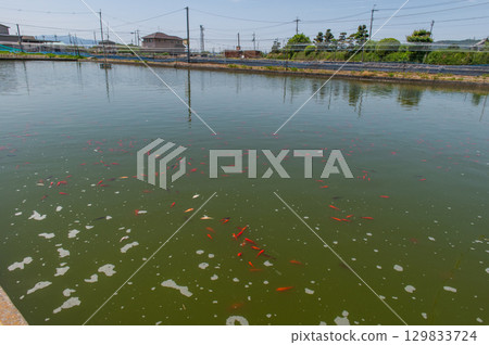 Yamatokoriyama - Goldfish farming scene 129833724