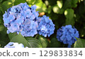 Blue Hydrangea 129833834