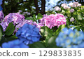 Various hydrangea 129833835