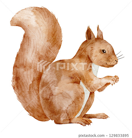 Squirrel with fluffy tail and in watercolor. Illustration of cute forest Animal. Drawing of woodland rodent for children invitations autumn themes or nursery design. Art for Baby greeting cards. Squirrel with fluffy tail and in watercolor. Illustration of cute forest Animal. Drawing of woodland rodent for children invitations autumn themes or nursery design. Art for Baby greeting cards. 129833895