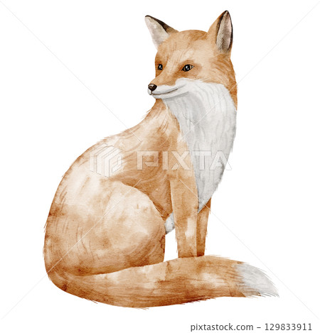 Fox with fluffy fur painted in watercolor. Illustration of woodland Animal and. Drawing of forest mammal for nursery posters, children greeting cards and invitations. Art for Baby design. Fox with fluffy fur painted in watercolor. Illustration of woodland Animal and. Drawing of forest mammal for nursery posters, children greeting cards and invitations. Art for Baby design. 129833911