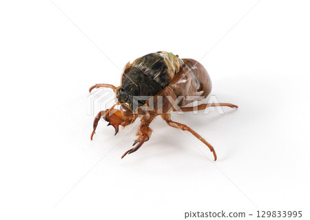 Abrazemi who failed to emerge Abrazemi who failed to emerge 129833995