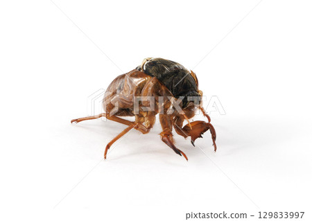 Abrazemi who failed to emerge Abrazemi who failed to emerge 129833997