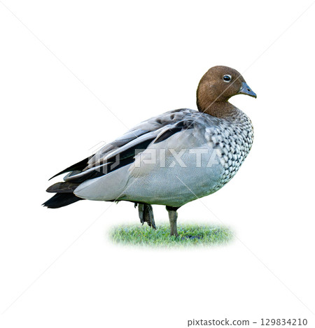 Maned Duck standing on green grass with clear detail of patterned plumage Maned Duck standing on green grass with clear detail of patterned plumage 129834210