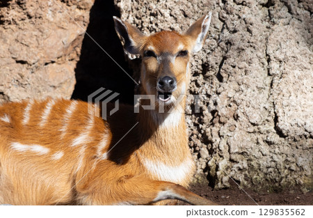 Klipspringer antelope perching near rocky outcrop, mouth slightly parted, showing teeth in shadowy wilderness setting Klipspringer antelope perching near rocky outcrop, mouth slightly parted, showing teeth in shadowy wilderness setting 129835562