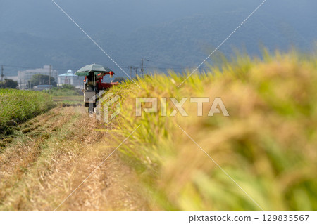 Rice harvesting scenery at the combine 129835567