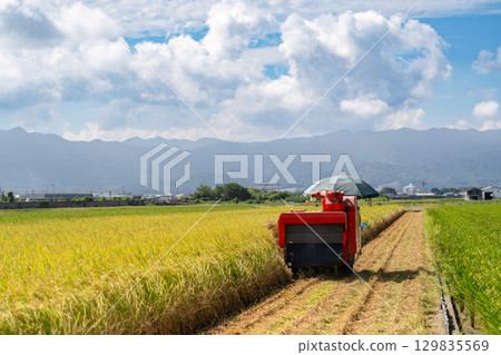 聯合收割機收割水稻的風景 129835569