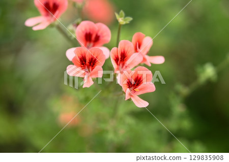 橙色天竺葵花 129835908
